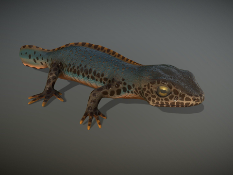  高山蝾螈su模型 