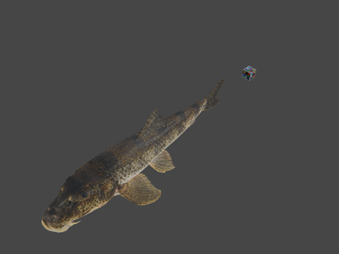  CC0日本鱥鱥鱼su模型 