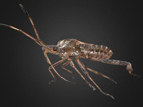 西方瘦足蝽自然历史数字档案DiNArDasu模型