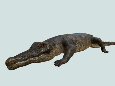  鳄鱼su模型 