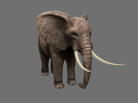 大象su模型