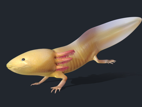  墨西哥钝口螈su模型 