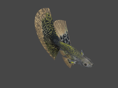 孔雀鱼眼镜蛇豹纹su模型