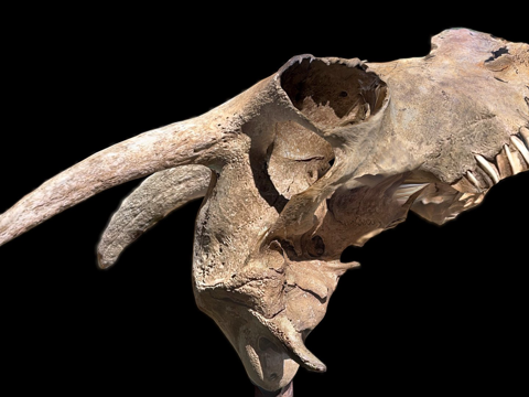 山羊头骨su模型