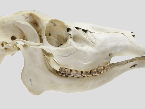 UWYMV哺乳5383马鹿头骨su模型