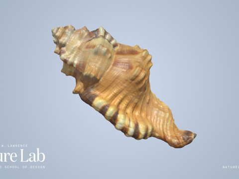  黑斑法螺壳su模型 