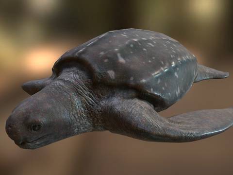  棱皮海龟su模型 