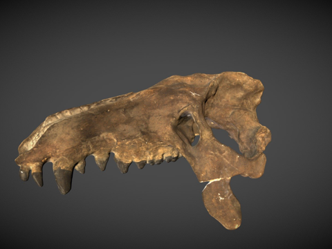 完齿兽头骨su模型