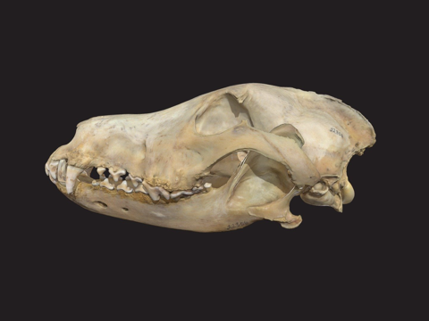 CMNH22306灰狼头骨su模型