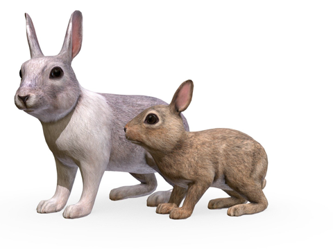 兔子家族su模型