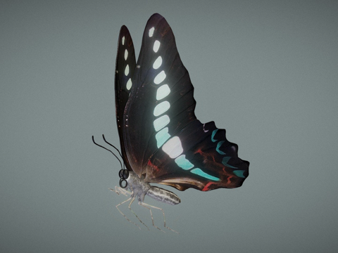  绿带翠凤蝶su模型 