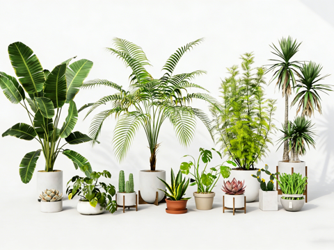 室内植物盆栽绿植 琴叶榕龟背竹 散尾葵龙血树 蕨类植物 多肉su模型