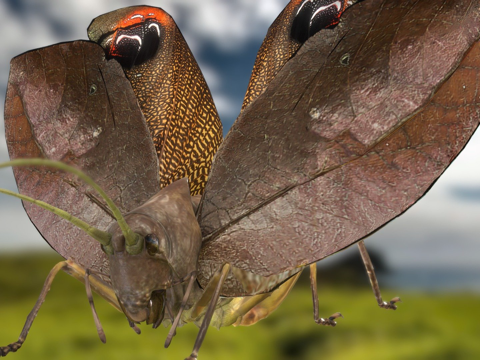 翼眼螽斯su模型