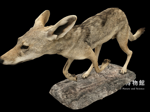 NSMTM32094黑背豺标本su模型