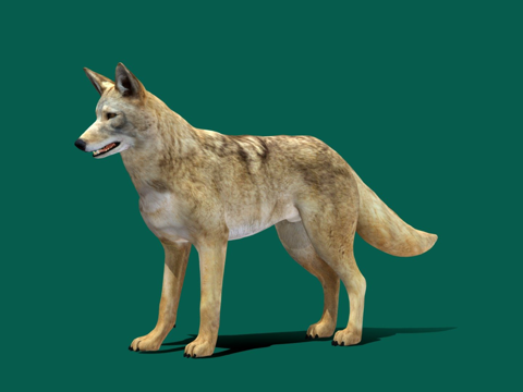 郊狼游戏就绪su模型