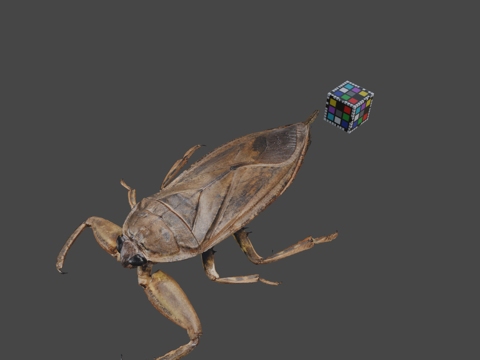 CC0日本大田鳖su模型