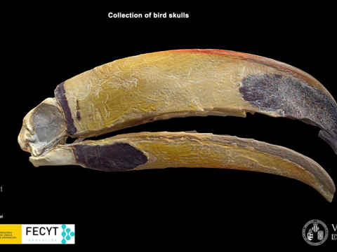 巨嘴鸟托哥巨嘴鸟su模型