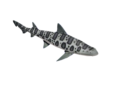 海鱼 猫鲨su模型