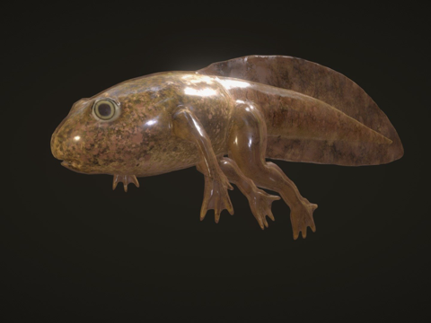 食用蛙蝌蚪su模型