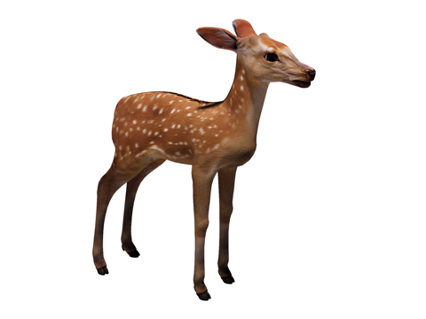梅花鹿su模型