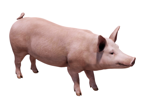 猪 家猪su模型