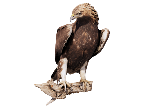 鹰 标本su模型su模型