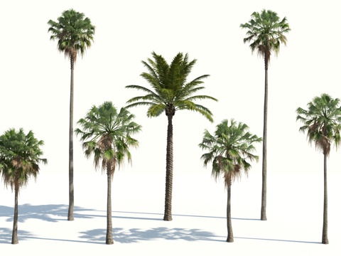 树 棕榈树 椰树 椰子树 铁树 热带植物 热带树 热带树木3d模型