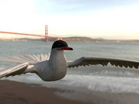 北极燕鸥su模型