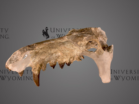 UW6856  古兽莫顿种头骨su模型