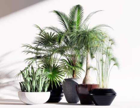  绿植 盆栽 盆景 植物 绿色植物 花盆 摆件3d模型 