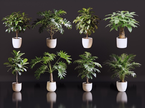 2D绿植盆栽 商场绿化 室内绿植 室内盆栽 盆栽组合 绿植照su模型