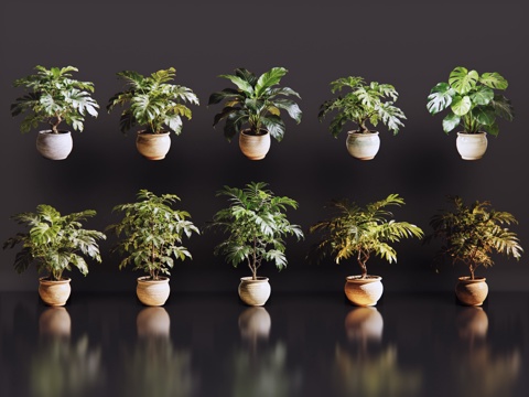 2D绿植盆栽 商场绿化 室内绿植 室内盆栽 盆栽组合 绿植照su模型