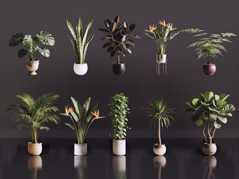 2D绿植盆栽 商场绿化 室内绿植 室内盆栽 盆栽组合 绿植照su模型