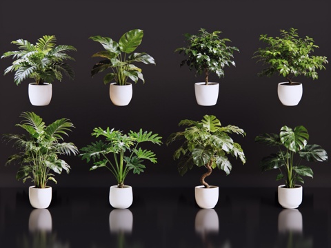 2D绿植盆栽 商场绿化 室内绿植 室内盆栽 盆栽组合 绿植照su模型