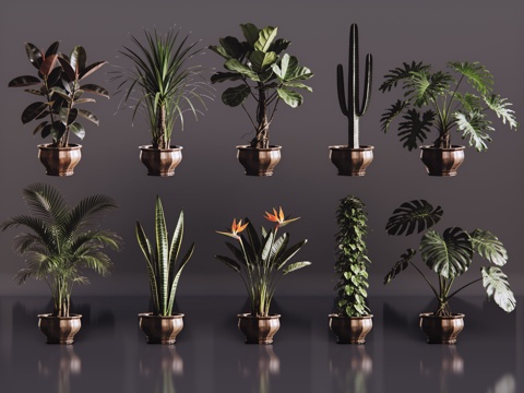 2D绿植盆栽 商场绿化 室内绿植 室内盆栽 盆栽组合 绿植照su模型