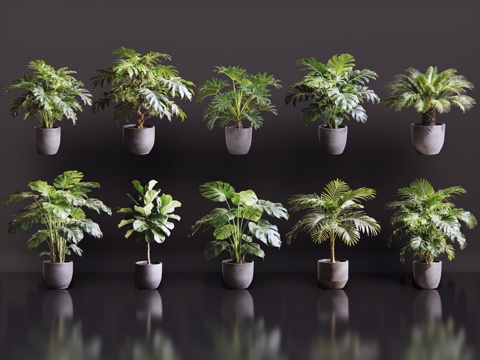 2D绿植盆栽 商场绿化 室内绿植 室内盆栽 盆栽组合 绿植照su模型