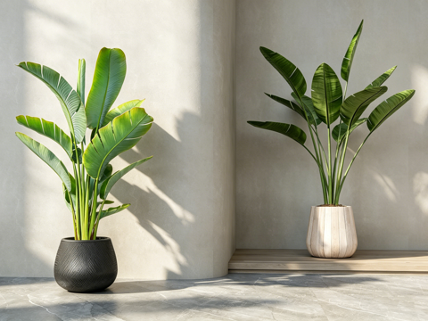 侘寂风室内绿植 琴叶榕 龙血树 花盆 绿植造景场景  光影盆su模型