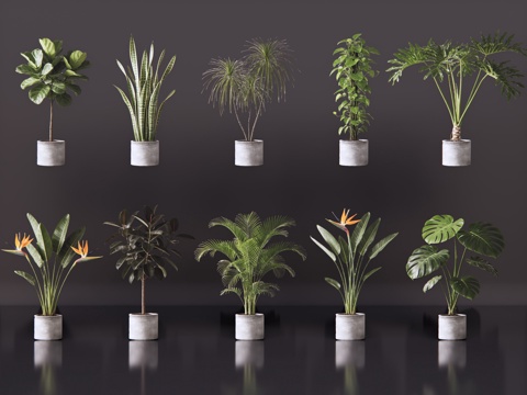 2D绿植盆栽 商场绿化 室内绿植 室内盆栽 盆栽组合 绿植照su模型