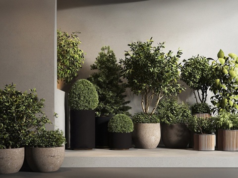 现代盆栽组合 灌木 室内植物盆栽组合su模型