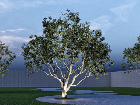 乔木 景观树 丛生乌桕 大乔木 特色树 伞状树su模型