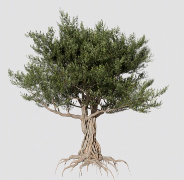 乔木 古树 参天古树su模型
