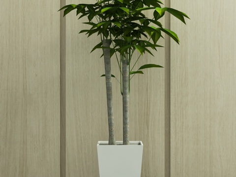  现代绿植 盆栽 植物3d模型 