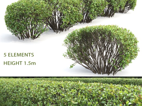 光叶山楂树篱 #23d模型