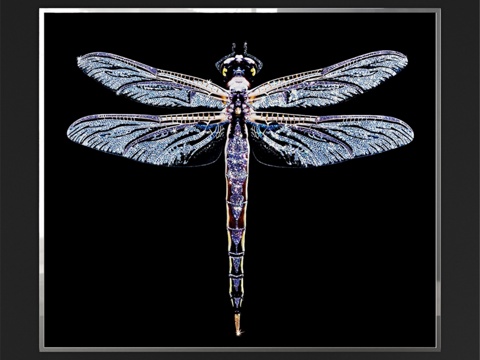 伊佩·卡瓦利·维森纳里·利布拉3d模型