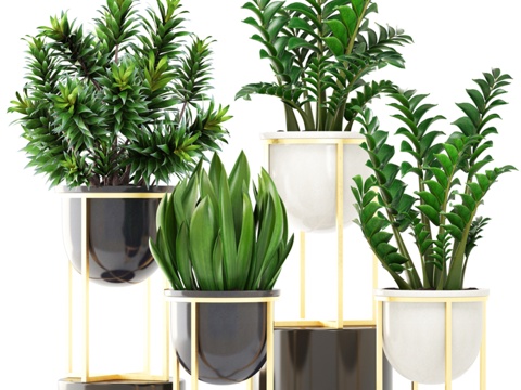 植物集锦 194. 豪华花盆，金色，龙血树3d模型