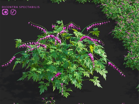 华丽花朵的紫堇 Dicentra spectabili3d模型