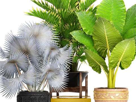  植物集锦 91. 观赏棕榈，霍维亚，盆栽3d模型 