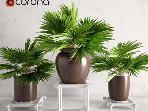  盆栽棕榈植物系列 0033d模型 