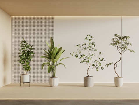  现代植物盆栽3d模型 