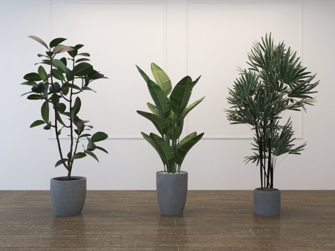  现代植物盆栽3d模型 